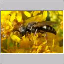 Oxybelus uniglumis - Weissfleckige Fliegenspiesswespe 01 7mm - Sandgrube Niedringhaussee.jpg